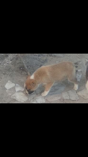 kucuk it: Alabay, Erkek — 3