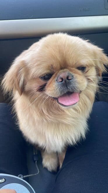 аксессуары для собак мелких пород: Пекинес — 3