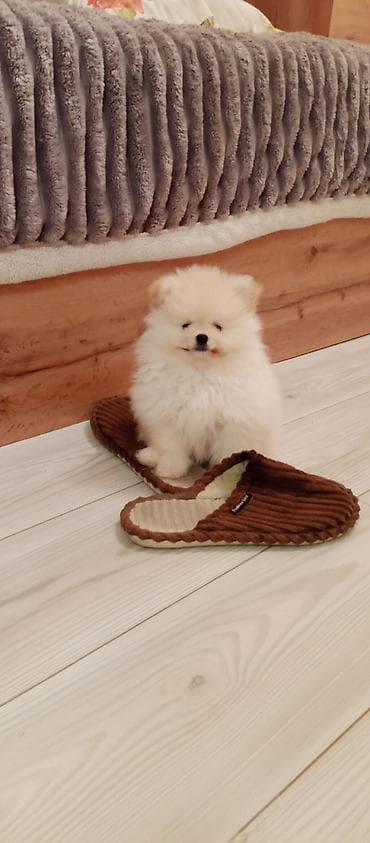 it adlari erkek: Şpitz — 2