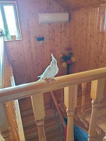 quş xana: Ağ rəngli nimfa papuqayı (Cockatiel) – nadir albino tipli, dekorativ — 5