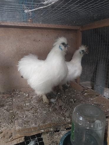 Heyvanlar üçün mallar: Toyuq, Damazlıq — 4