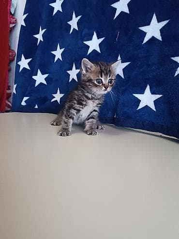 pişik ev: Şotland, Ünvandan götürmə — 7