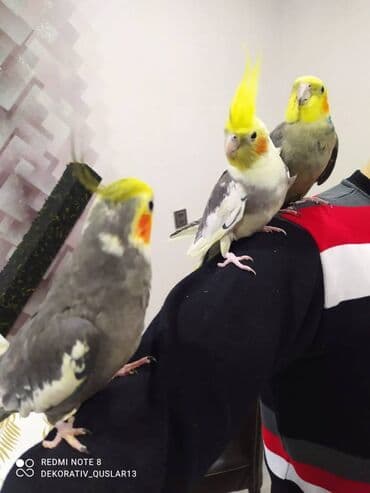 xaski it satisi: Salam danisan quslar satilir. Yaslari ferqlidir. Quslar dislemir — 4