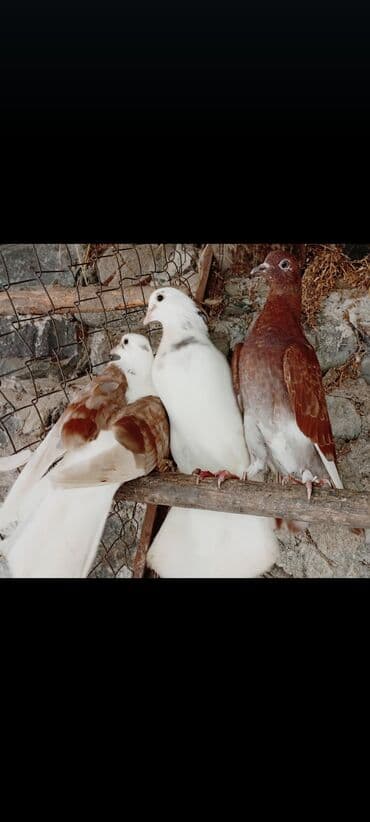 Gəmiricilər: Iki maya bidenede erkey lazimdi varsa vatsapa yazardiz yaxwi quwlar — 1