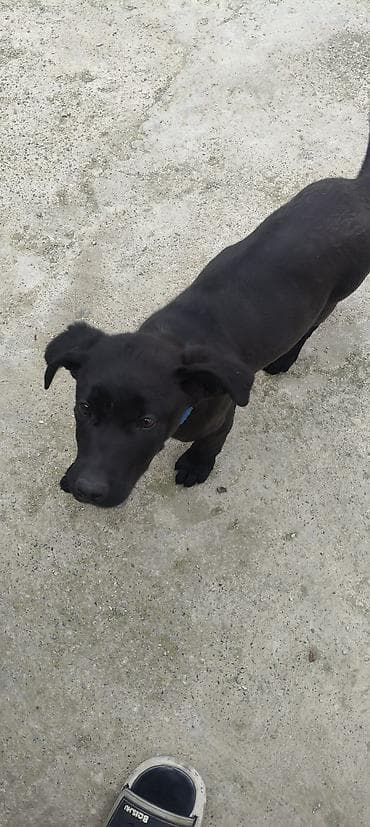 ev heyvanlari satisi: 4 ay, Dişi, Peyvəndli — 5