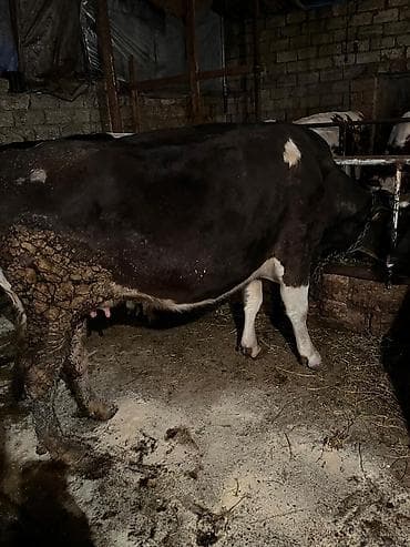 K/t heyvanları və malları: Salam etlik heyvan 2 bala verb 240-250 kq eti olar real aliciya — 2