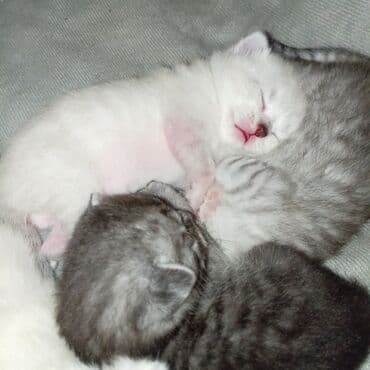 pişik üçün yuva: Şotland yastı qulaq — 5