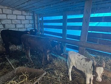 sud veren keci: Dişi, il: 2, Südlük, Ünvandan götürmə — 4