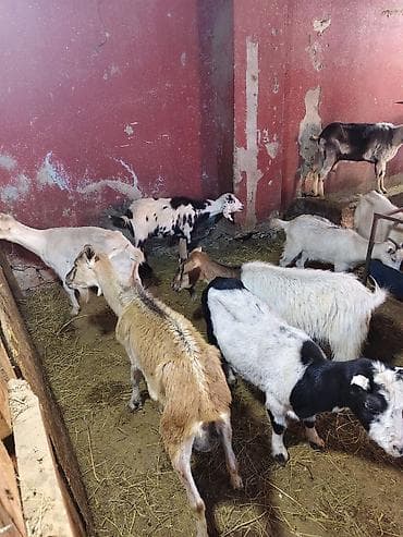kecı: Heyvandarlıq üçün keçilər sürüsü - Növlər: müxtəlif rəng və cinsli — 7