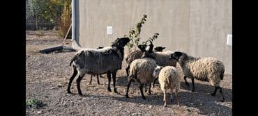 Inəklər, öküzlər: Salam Satır Ramanov qoyunları Boğaz. damazlığ 4 tişi 3 erkəydi — 2