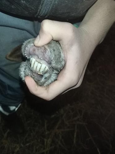 Телята: Sağlamdı 2ci qarına qoça gəlib. Ünvan Novxanı — 9