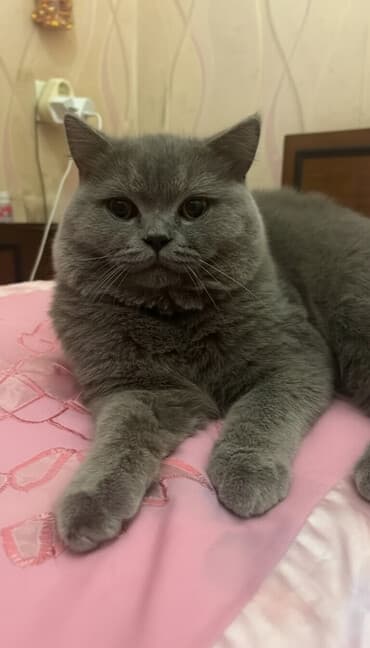 britain pişik: Şotland, Erkək, Ünvandan götürmə — 1