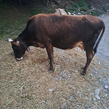 toyuq ucun yem qablari: Salam öz inəyimdi yanındada balası bir yerdə satılır alverci deyiləm — 3