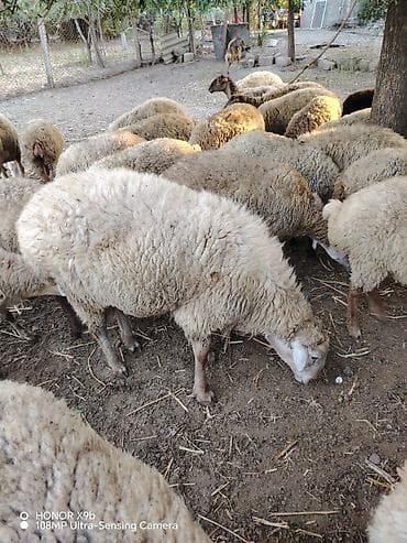 alabay itlerin satisi: Temiz tumluq qocdu hem kesim üçün kök hemde qoyun sürmeyi superdi — 1