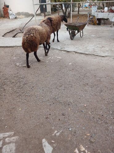 heyrati xoruzdarin satisi: 10ayliq damazlig temiz qala cinsi erkek toglu 650manat fikiri ciddi — 5