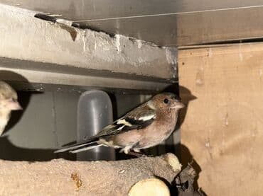 çardaq quşun yuvası: Məhsul: Qafesdə cüt xonçayarpaq/quş (fringillid tipli ötmə quşları) — 1