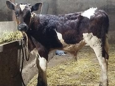 diwi dana: Salam. Simmental danadir. 4 ay yarımlıqdır. Ünvan Mehdiabaddadir — 1