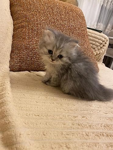 ev pisikleri satisi: Şotland — 2