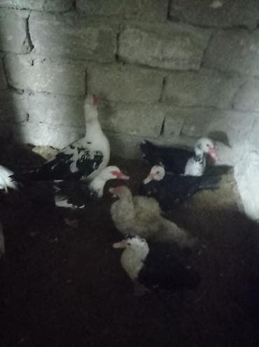 Yemlər: Musk ördəkləri (indo-ördəklər) – qarışıq rənglərdə sürü - Növ — 1