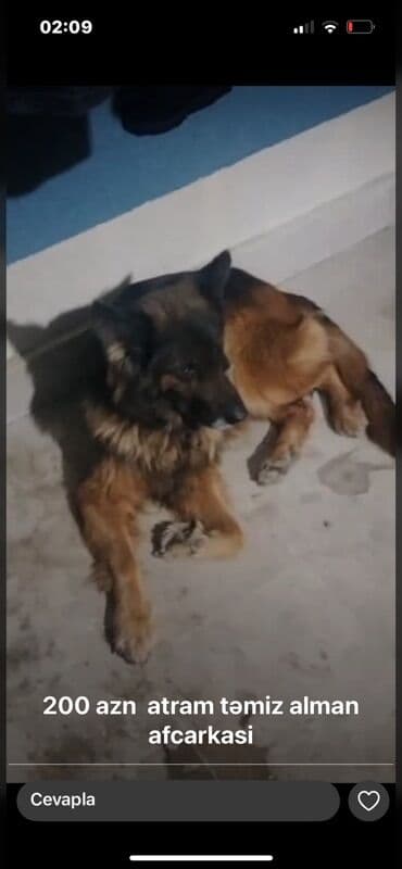 Alman çoban iti lalafo.az -da Alman çoban iti