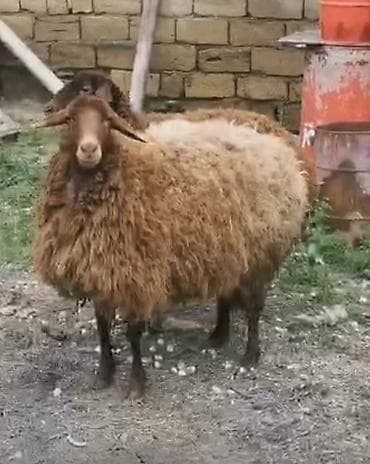 afcarka balasi erkey: Qoyunlar – yerli cins, qəhvəyi rəngli - Say: 2 baş 2 dişi Qala — 8