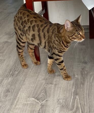 bengal pişiyi: Erkək, Cütləşmə üçün, Ünvandan götürmə — 2