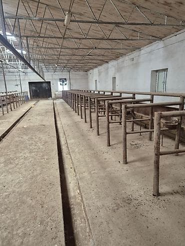 ucar emlak: Ferma mal saxlamaq üçün mükemmel bir yerdi erazisi böyük ve elave — 4