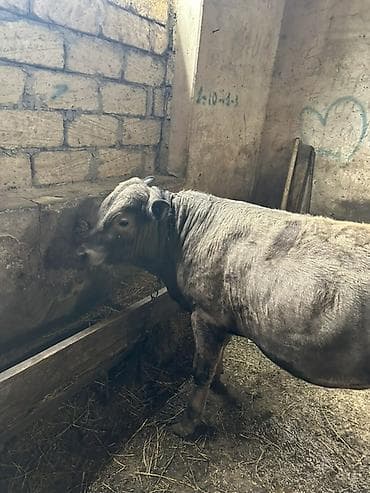 dişi buzov: Etlik verilmir narahat etmeyin Satılır: erkək Anqus Dana Erkek — 4