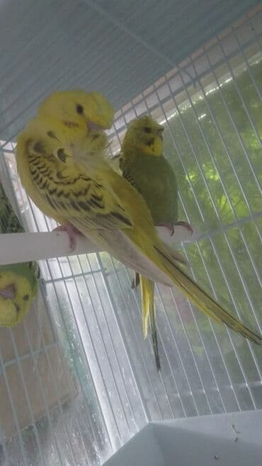 попугай ара цена: Попугаи — 11