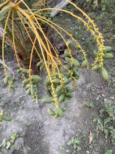 meyvə ağac: Xurma ağacı.22 illik ağacdı.Meyvəsi də var — 7