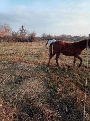 Atlar: Erkək, il: 2, Ünvandan götürmə — 4