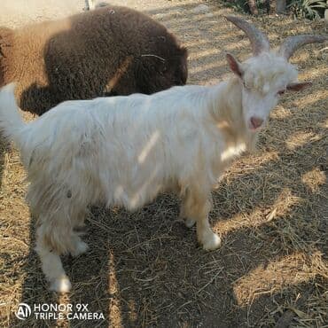 pişik satışı bakı: Ağ tüklü, uzun yunu və iri, əyri buynuzları olan erkək keçi. Bədən — 1