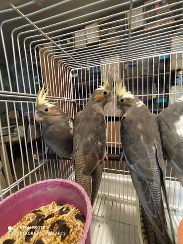 danişan quş: Salam bayram endi̇ri̇mləri̇ davam edi̇r . Bi̇ldi̇rmək i̇stərdi̇mki̇ — 10