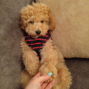 balaca it ucuz: Pudel, 7 ay, Erkek — 2