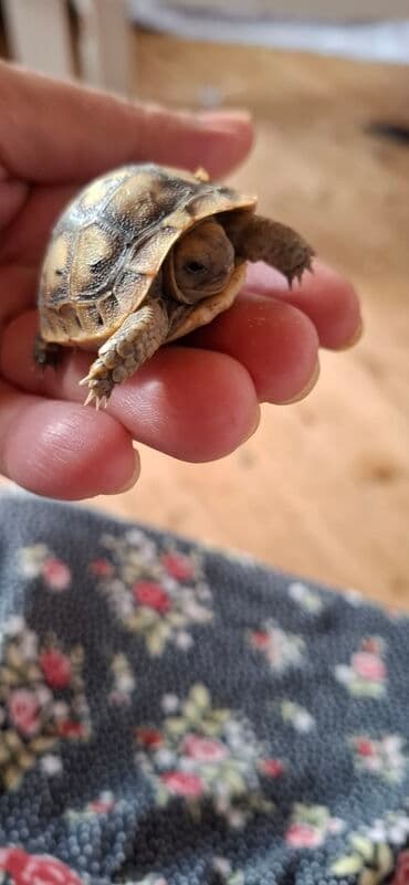 tap.az heyvanlar xacmaz: MiniatMəura quru tısbağa - Kiçik ölçülü, əl üstündə rahatlıqla — 6
