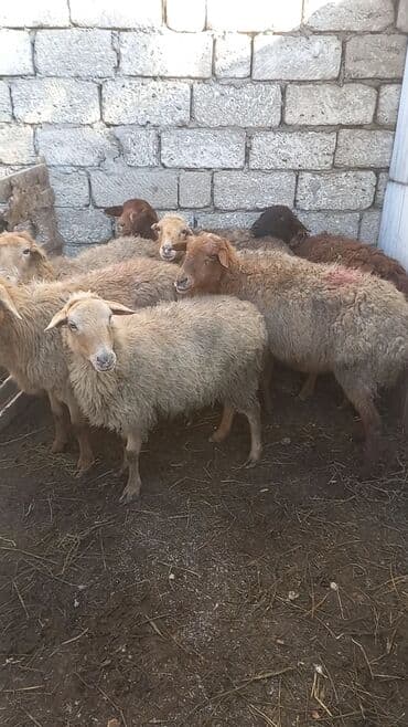 Гуси: Salam tam saglam 7dene bogaz qoyun — 1