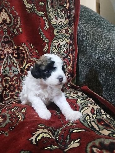 Pişiklər: Pudel, 1 ay, Dişi — 3