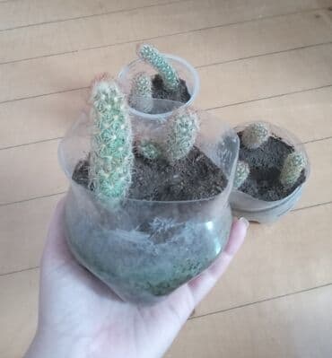 орхидея баку: Kaktus artirmasi,cicekde acir. xususi qulluq teleb etmir. 1 eded — 3