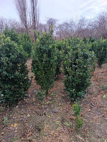 Digər bitkilər: Həmişə yaşıl kol — 4