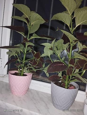 xolikan bitkisi: Kolyoz (Coleus) dekorativ yarpaqlı otaq bitkisi – qablarda şitillər və — 7