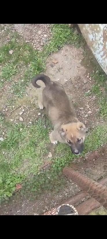 it heyvan: 2 ay, Erkek, Peyvəndli, Ünvandan götürmə — 2