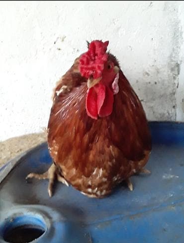 Птицы: Петух, лет: 1 — 4