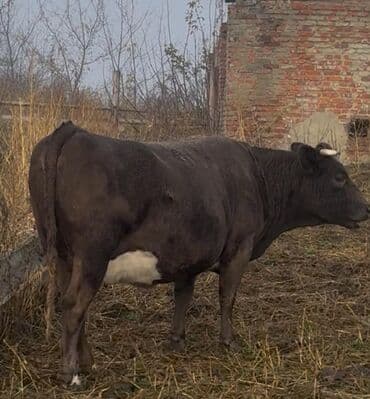 inek satislari: 1 hefteye Rusiyadan satiwa gozel sağlam, sudluk, teze dogmuw,bogaz — 1