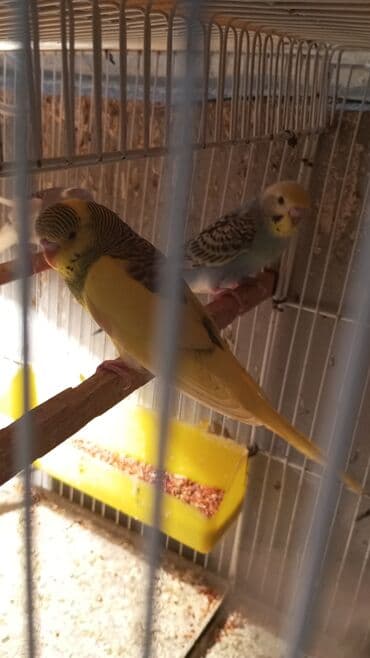 quş üçün qəfəs: Böyük qəfef tek 30 manat + iki papuqayla 50 manat Balaca qəfəs 10 — 2