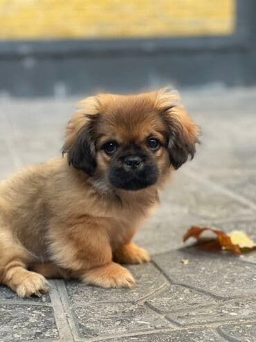 doberman itləri: Pekines — 4