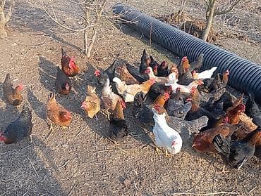 dovsan satilir: Salam. yumurtalıq toyuqlar satılır. ünvan salyan rayonu.şirvan salyan — 1