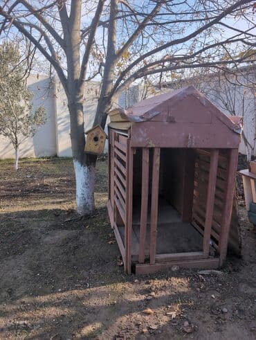 Qaşıqlar: Alman çoban iti, Erkek, Peyvəndli — 3