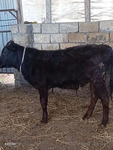 mal heyvan: Satılıq erkək buzovlar - Növ: yerli ətlik tipli buzovlar (2 ədəd) - — 3