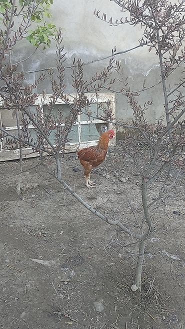 Toyuq, Ətlik, Ünvandan götürmə — 1
