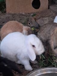 cins ineklerin satisi 2019: Mini Lop tipli qulaqları sallanan dekorativ dovşan balaları Böyukdulər — 2